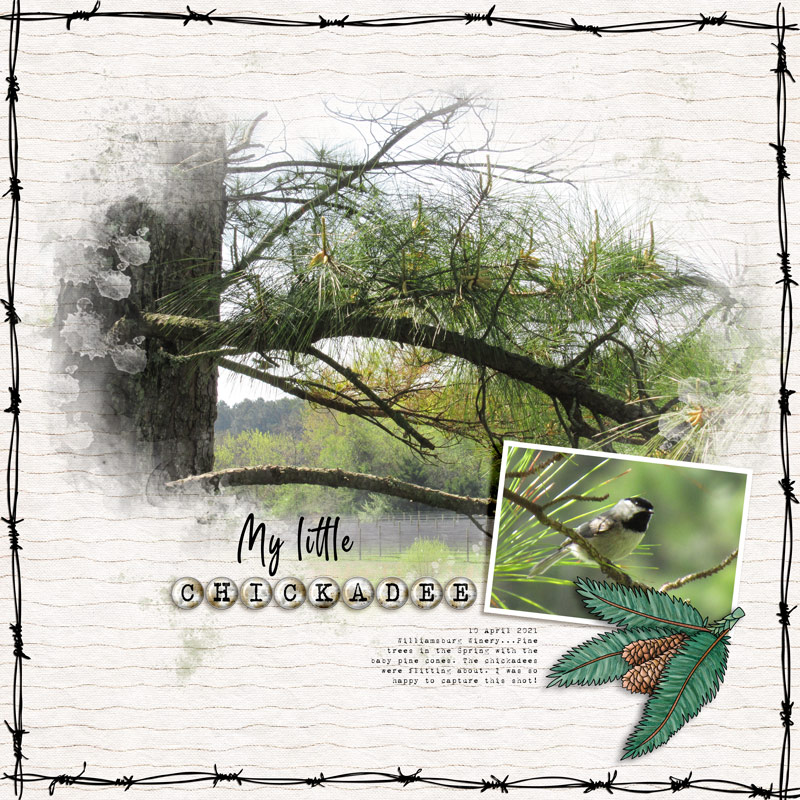 Chickadee by cfile Chickadee