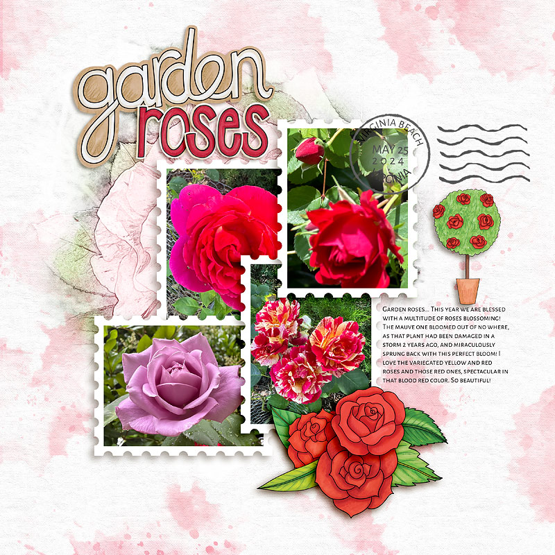 Garden Roses by cfile Garden Roses