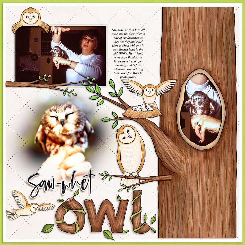 Saw-whet Owl by cfile Saw-whet Owl