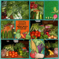 Vegetable Patch