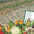 Vegetable Patch Bundle