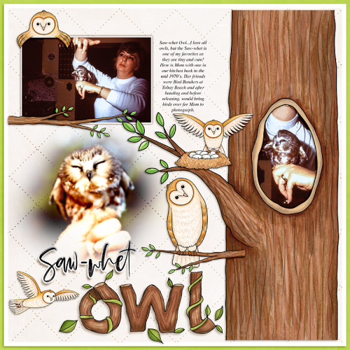 Saw-whet Owl