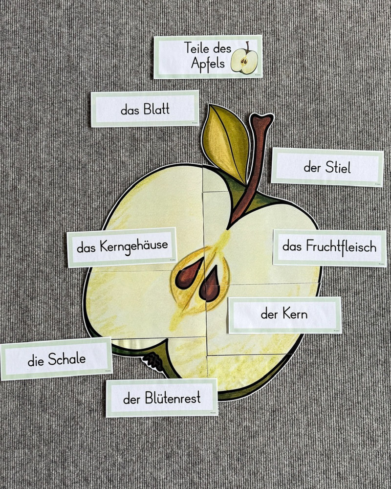 A hands-on visual to help students learn and label the different parts of an apple. Perfect for introducing plants, fruits, or scientific vocabulary in a fun and interactive way.